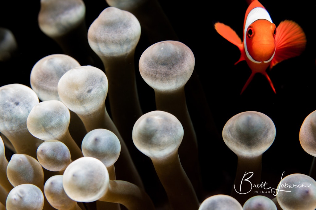 Nemo Found