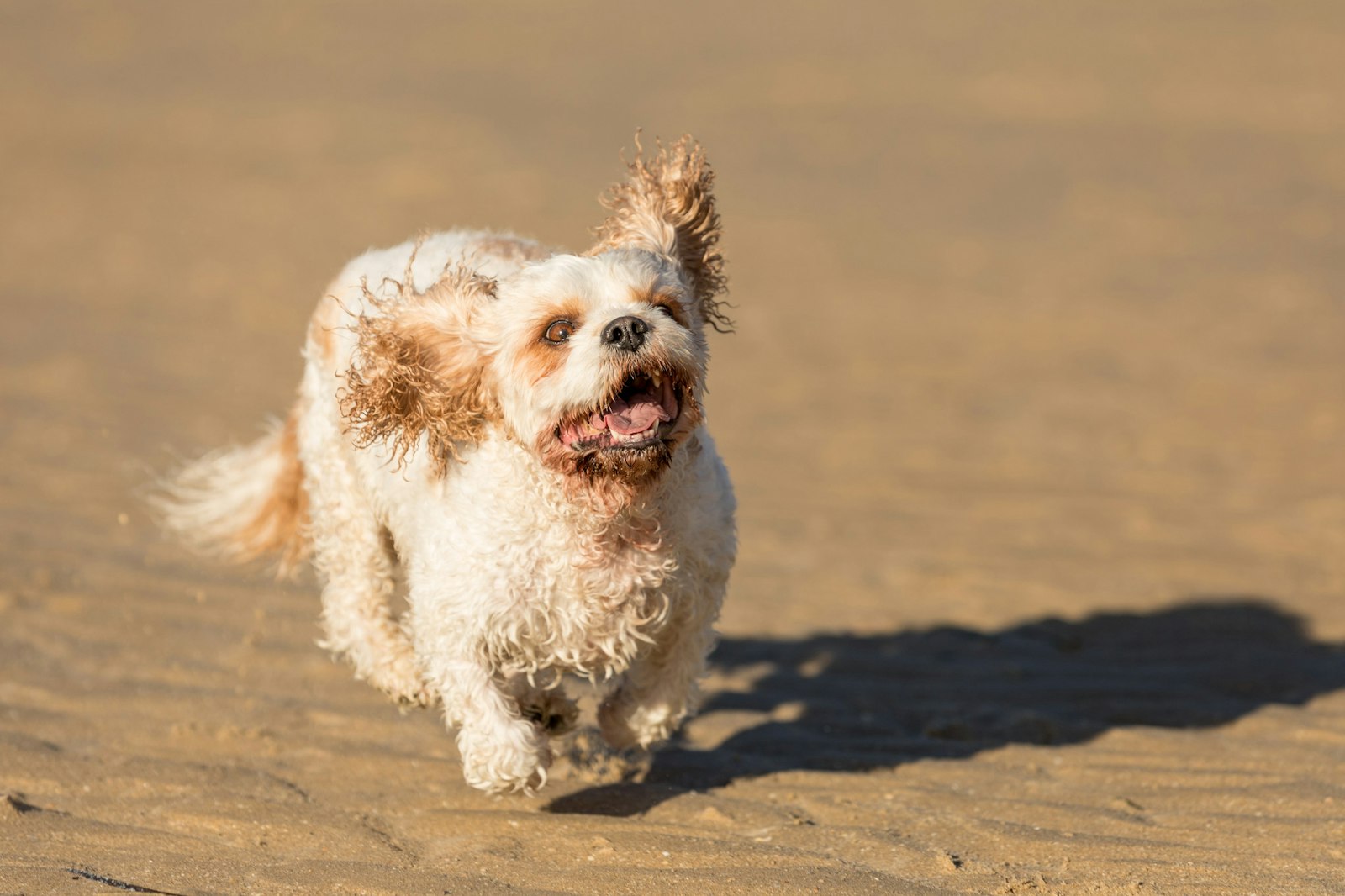 2018-0117-Tilly (28 of 38) - All Rights Reserved © 2017 Jo Lyons Photography
